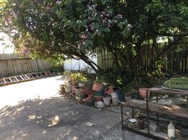 Assorted Plants, Yard Décor'