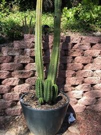 Large cactus 