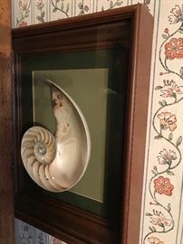 Framed shells