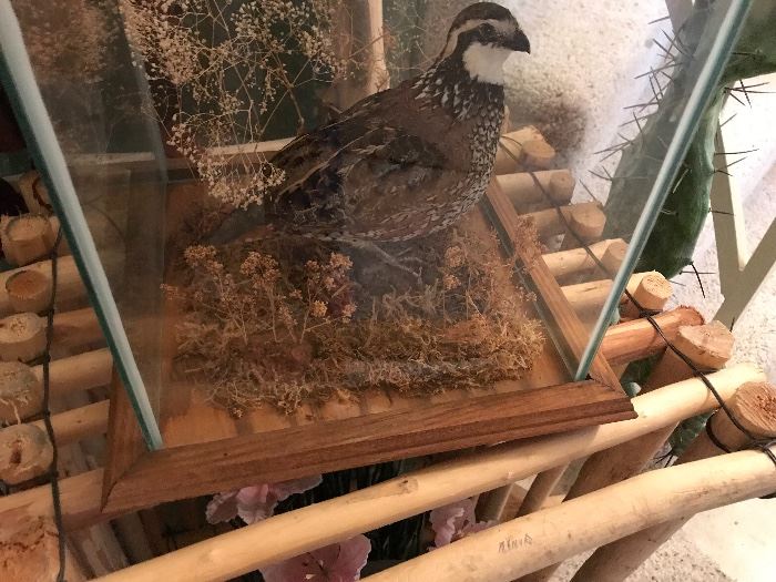 Pheasant Under Glass