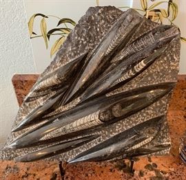 Extinct Fossil Othoceras Plate Cephalopod