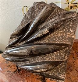 Extinct Fossil Othoceras Plate Cephalopod