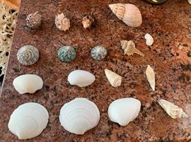 Shells!