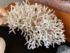 Natural White Coral Reef