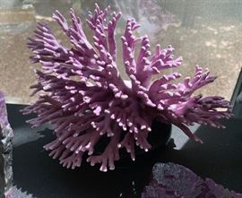 Natural Purple Coral Reef
