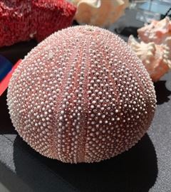 Sea Urchin