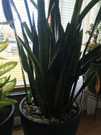 Another plant looking for a home.