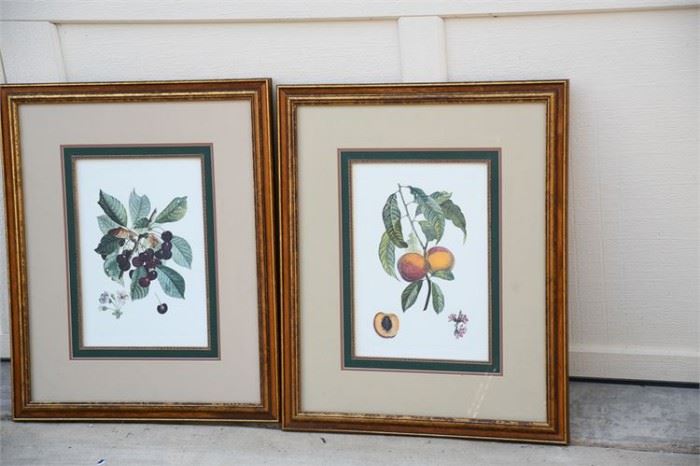 123. Pair of Framed Botanicals