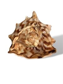 Large Conque Shell. Small chip. Measures 8” long.  
