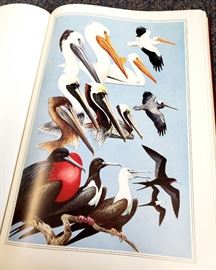 The Field Guide Art of Roger Tory Peterson - Firest Edition 2 volume leatherbound set - Eastern Birds and Western Birds - from Easton Press