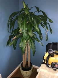 LIVE HOUSE PLANT