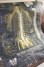 Antique wall chart "The Spine and Spinal Nerves"