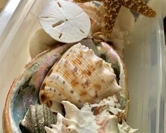 Seashells, shells, starfish