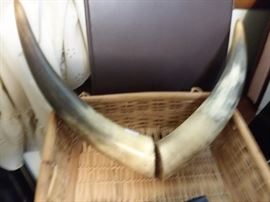 Real Horns