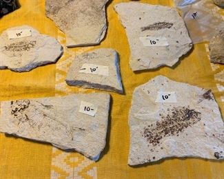 Fossils 10-50$$
