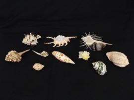 Collection of RARE Seashells