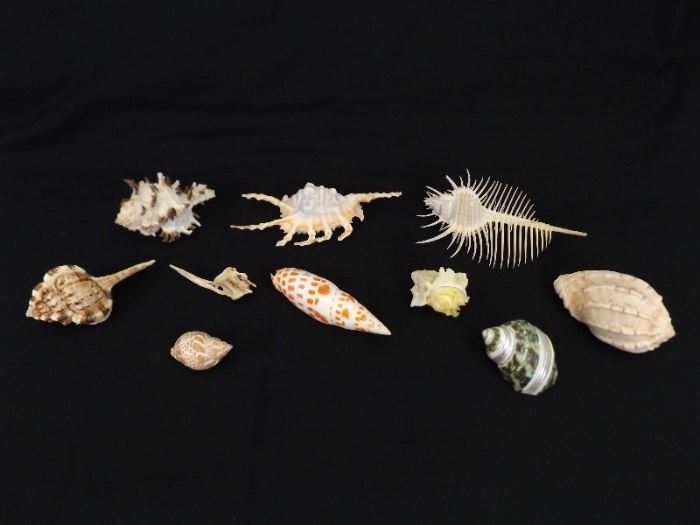 Collection of RARE Seashells
