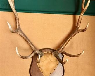 Mounted Antlers along with Assortment of Antlers 