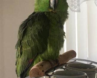 Amazon parrot, Coco, 30 years old