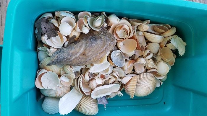Why go to the beach get your Shells here