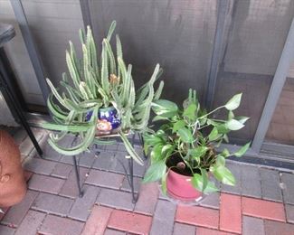Potted Plants & Cactus