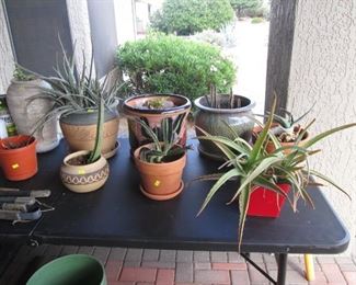 More Potted Plants to take home!