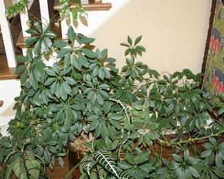 Large live umbrella plant