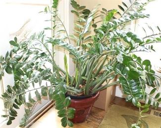 Large live ZZ plant