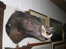 mounted boars head