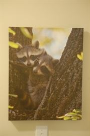 Raccoon picture