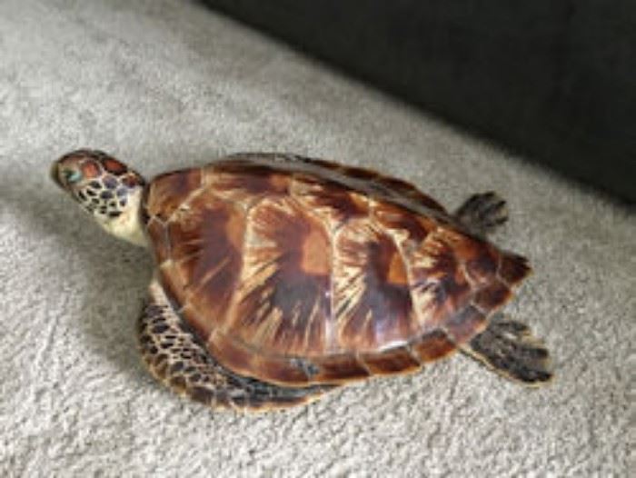 turtle