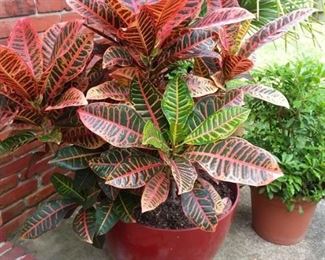 Many outdoor plants, patio furniture,  and urns & planters