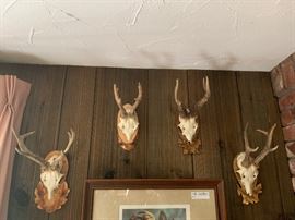 Lot of 6 European mount antlers