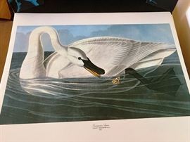 Audubon Folio of Thirty Great Bird Paintings together with 2 botanical prints