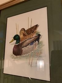 Wild turkey print and 4 duck prints