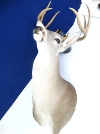 Wall Mounted, 8Pointed, Taxidermy Trophy Buck