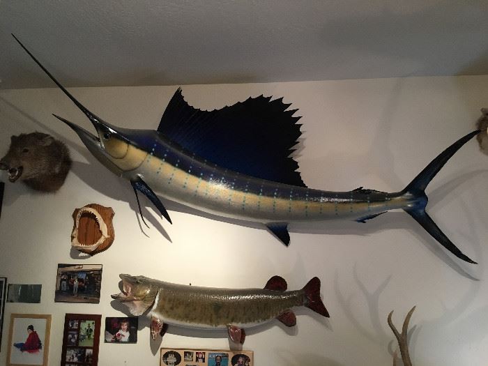 Located at our Estate Sale Outlet Store. Make an appointment to see these fish.