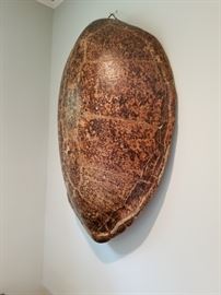 Incredible Antique Sea Turtle Shell