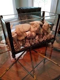 Collection of Shells