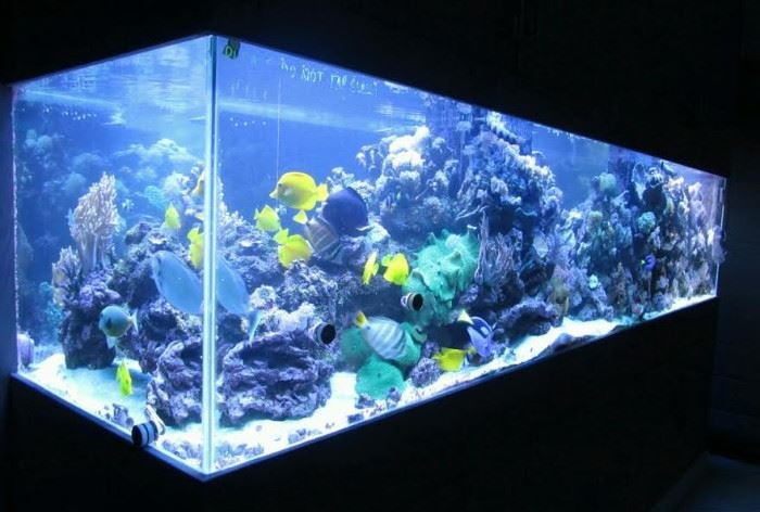100 gallon fish tank