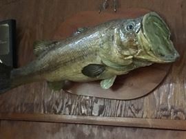 Mounted Big Mouth Bass
      Great for Camp or Mancave!
