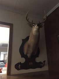 8 Point Deer Mount with 
Cool Hoof Gun Rack/Holder
   Great for Camp or Man Cave