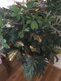 Artificial Croton, Palm & Schf. 