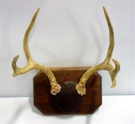 Mounted Whitetail Deer Antlers Approximately 11" Span 6 Point