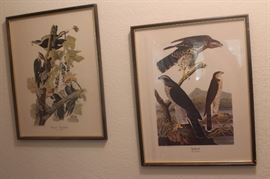 Audobon Society Prints, Birds of America 