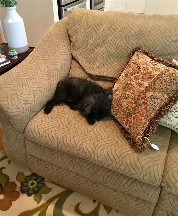 A close-up of the brown recliner with my sweet “Smokey”.  He said it is very comfortable.