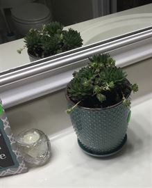 Live plant in bathroom.