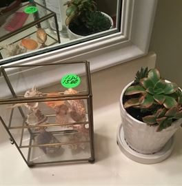 The other plants in the bathroom with the shells in glass cabinet.