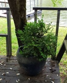 Large blue flower pot with boxwood plant (3)