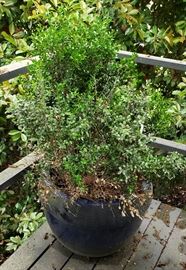 Large blue pot with boxwood